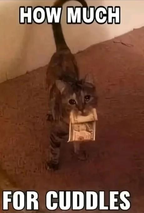 tiny kittn cuddles.jpg